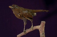 藏品(竹鳥)的圖片